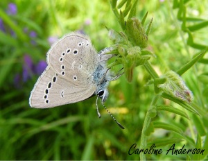 Papillon Bleu-argent